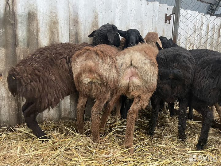 Овцы бараны