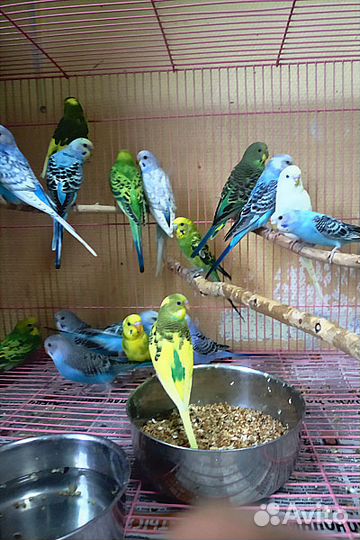 Волнистые попугаи