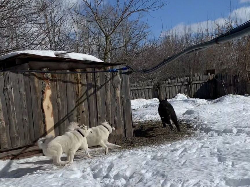 Лайка западносибирская Кант