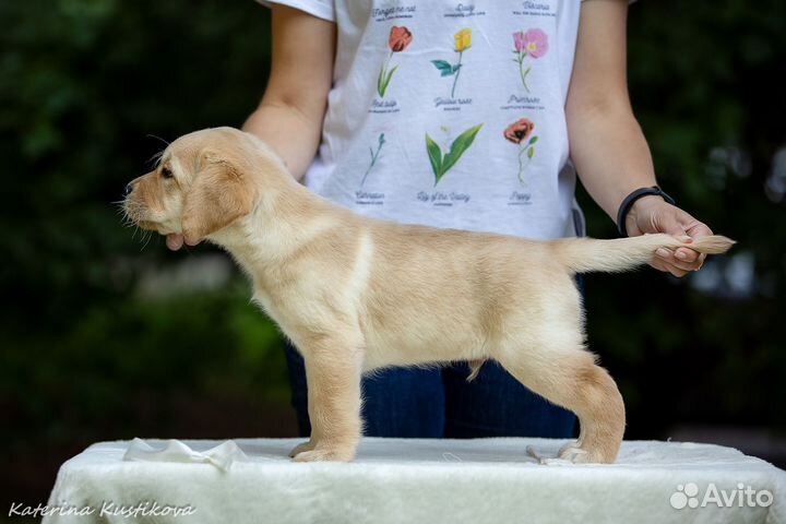 Щенки лабрадора от титулованных родителей