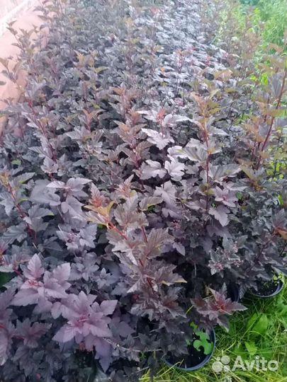 Пузыреплодник