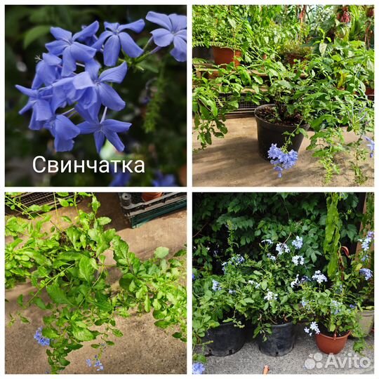 Продажа цветов -бугенвиллия,портулак, Дуранта и тд