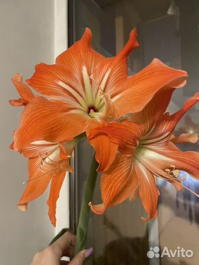 Гиппиаструм