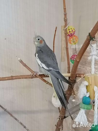 Птенцы кареллы