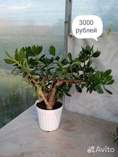 Денежное дерево толстянка крассула