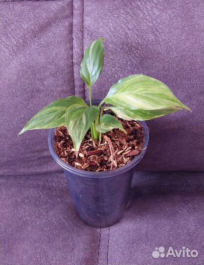 Спатифиллум Мун шадоу крем