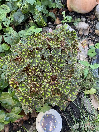 Хлорофитум