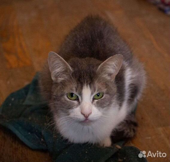 Ольга Ивановна Кототерапевт