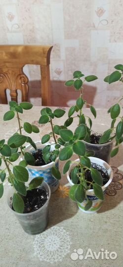 Стрептокарпелла