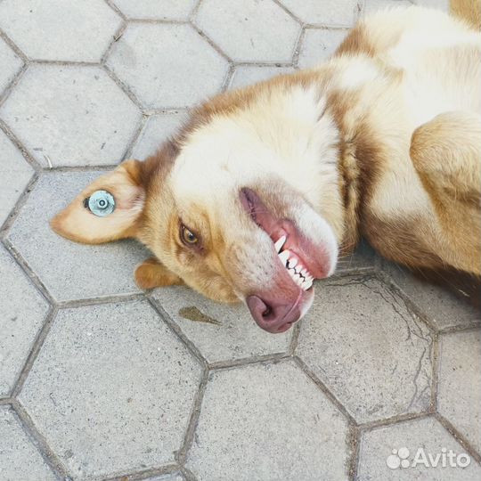 Собака -улыбака