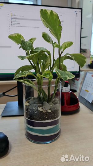 Флорариум. Комнатные растения. Суккуленты. Подарок