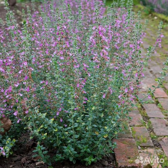 Саженцы Дубровник вечнозеленый розовый доставка
