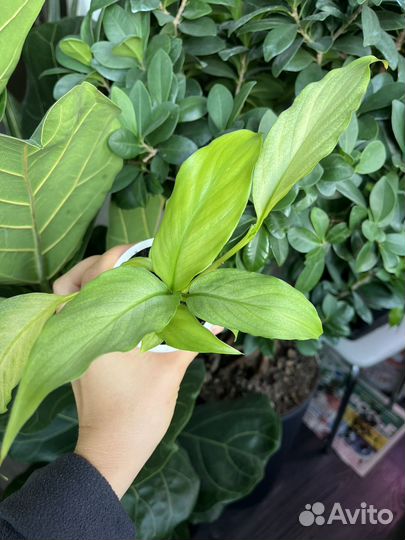 Спатифиллум спилт милк