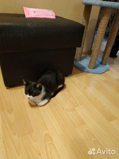 Котенок мальчик