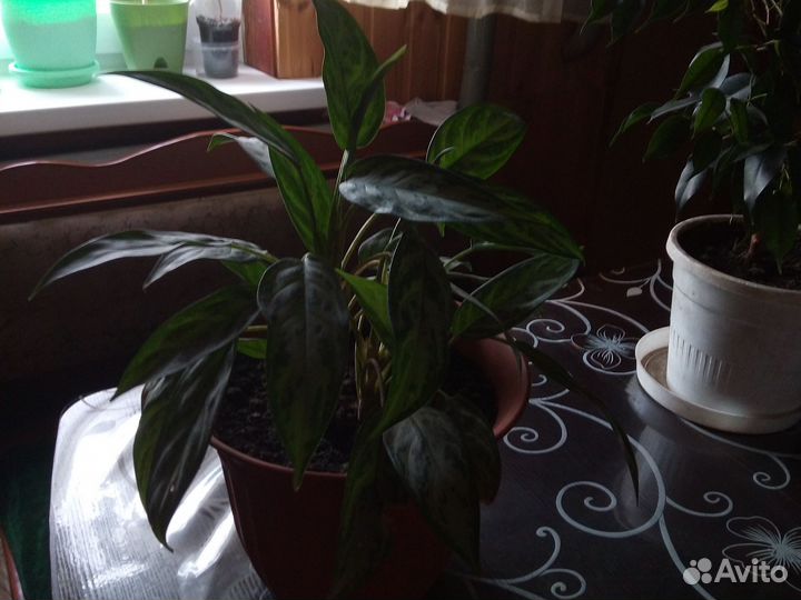 Фикус бенджамина агланэма эухарис