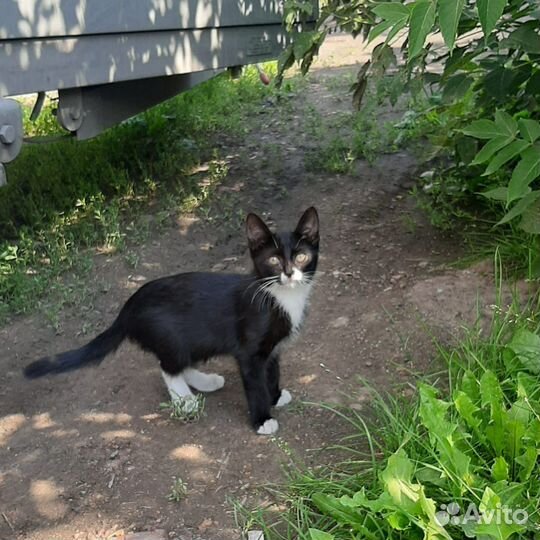 Котенок в добрые руки