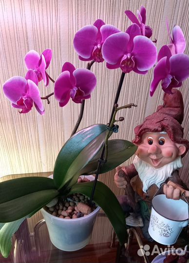 Орхидея фаленопсис Претория