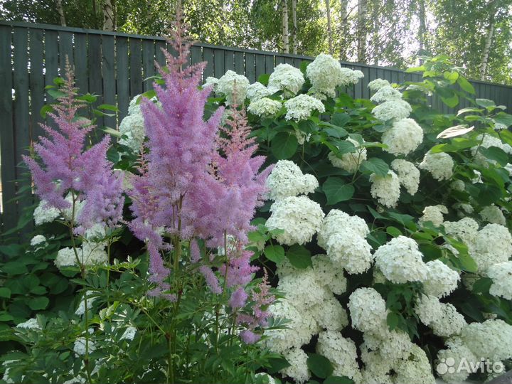 Гортензия древовидная