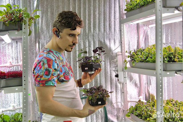 Семена микрозелени Горчица Красная