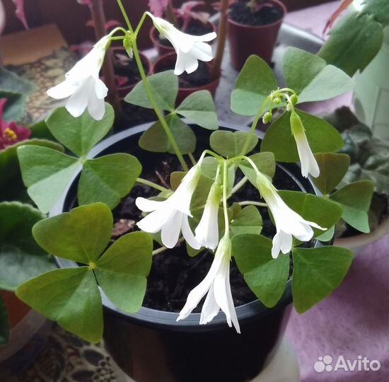 Кислица оксалис