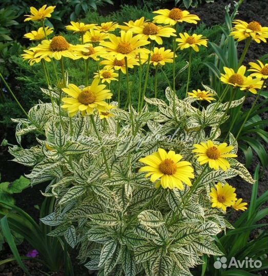 Ромашки садовые