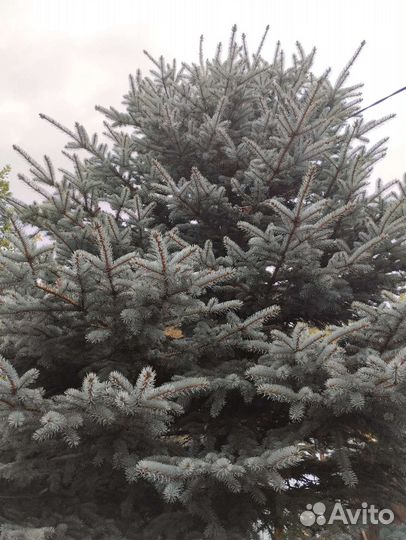 Декоративные ветки