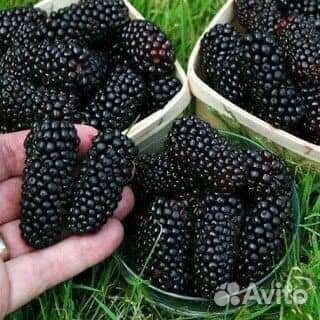 Редкие растения для сада