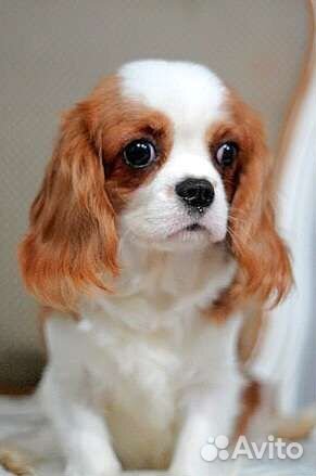 Кинг чарльз спаниель