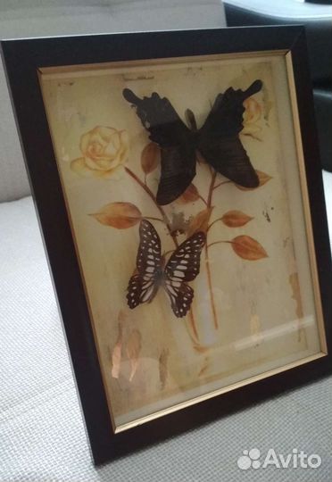 Бабочки в рамке