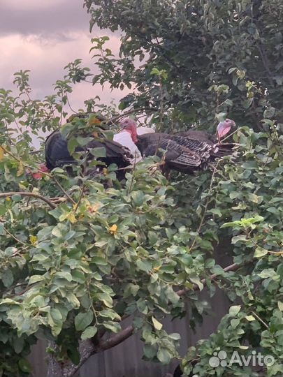 Индюки индюшата