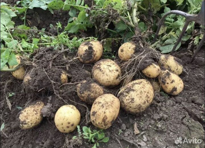 Продам картофель