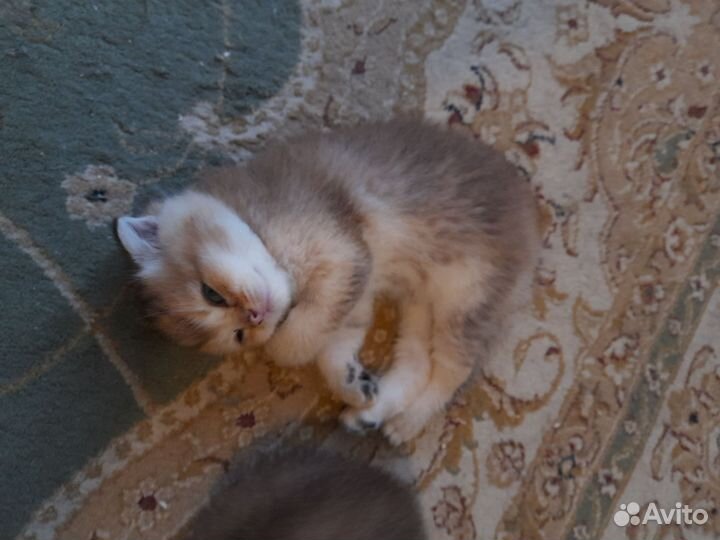 Котята золотая шиншилла