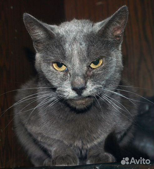 Голубой кот британский кот Банзай (метис), кастрат