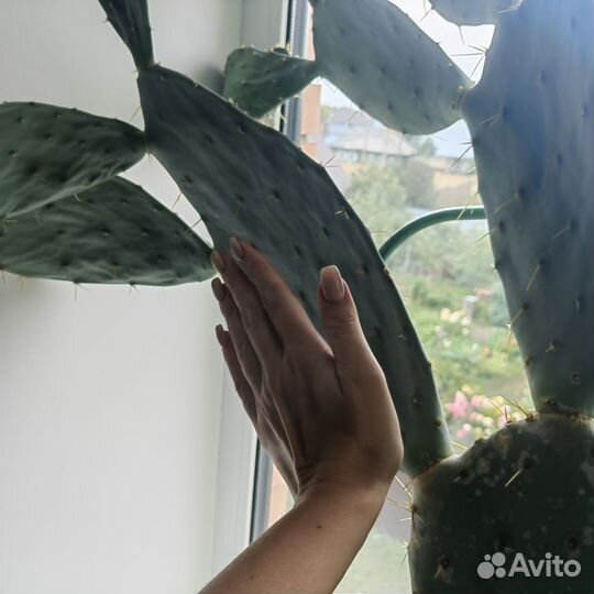 Кактус опунция