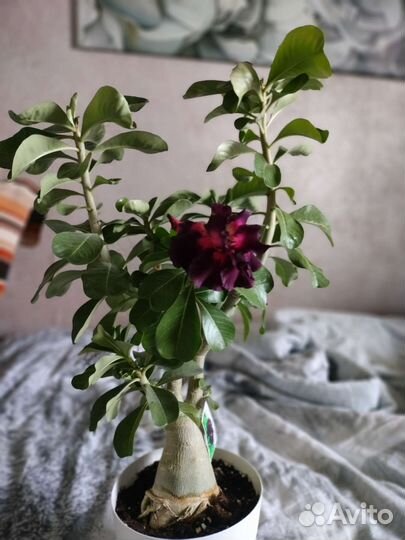 Адениум прививка