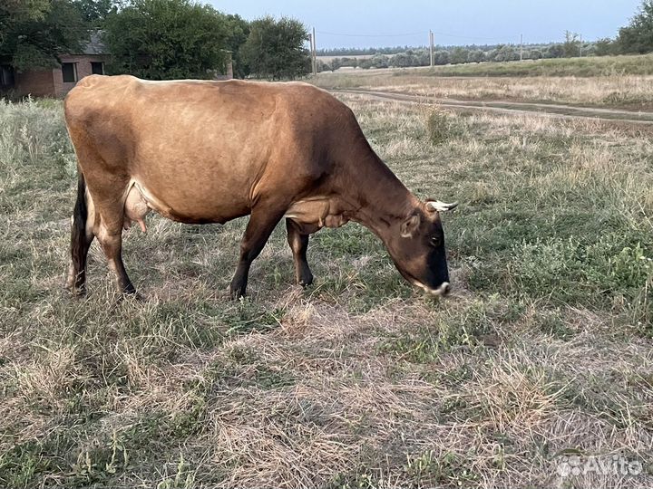 Продается дойная корова
