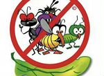 Уничтожение тараканов, клопов, муравьев, блох