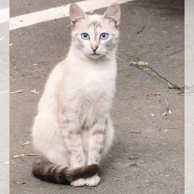 Взрослая, кошка в добрые руки