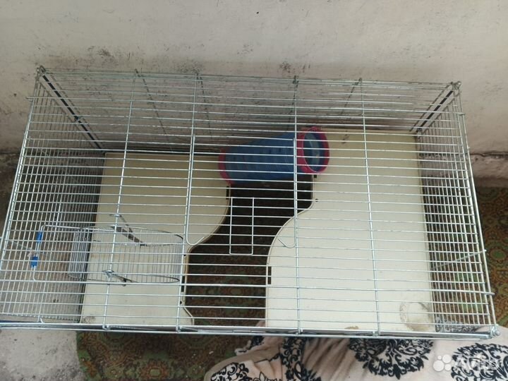Клетка