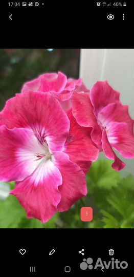 Пеларгония королевская