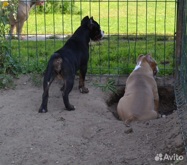 Американский булли