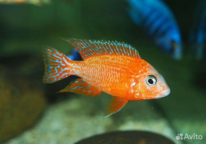 Цихлиды Алунокары