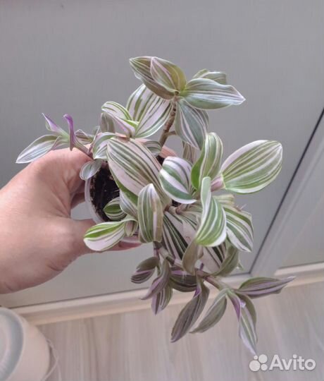 Комнатные растения цветы