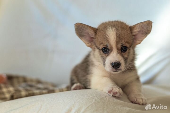 Вельш-корги