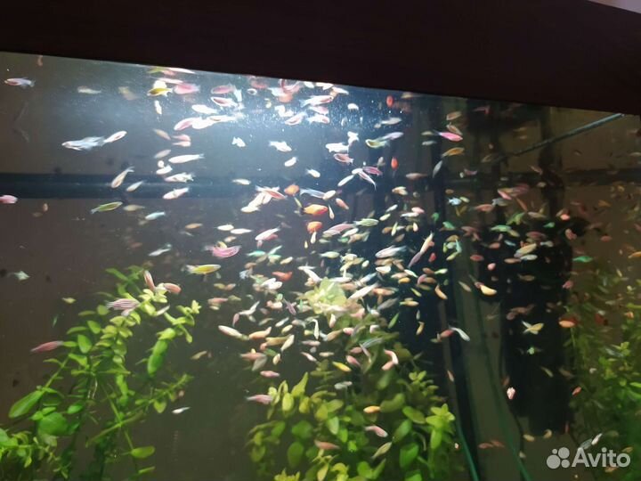 Данио Гло ; Меченосцы,Молинезии,Пецилии,Мох