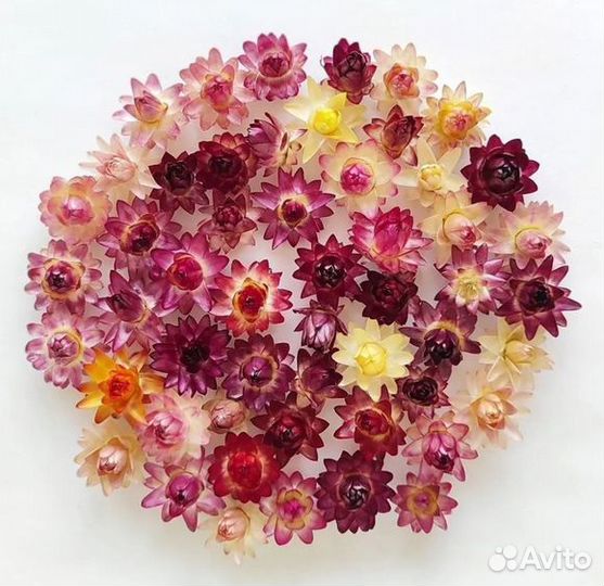 Сухоцветы Гелихризум