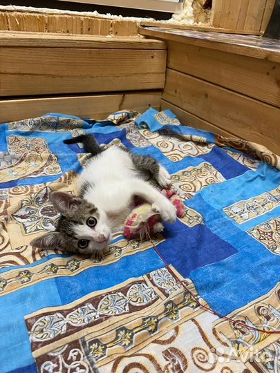 Отдам в добрые руки