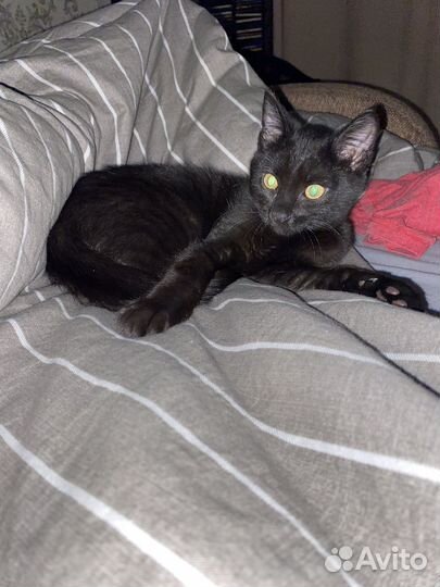 Мурчащий Котенок (м), 4 месяца