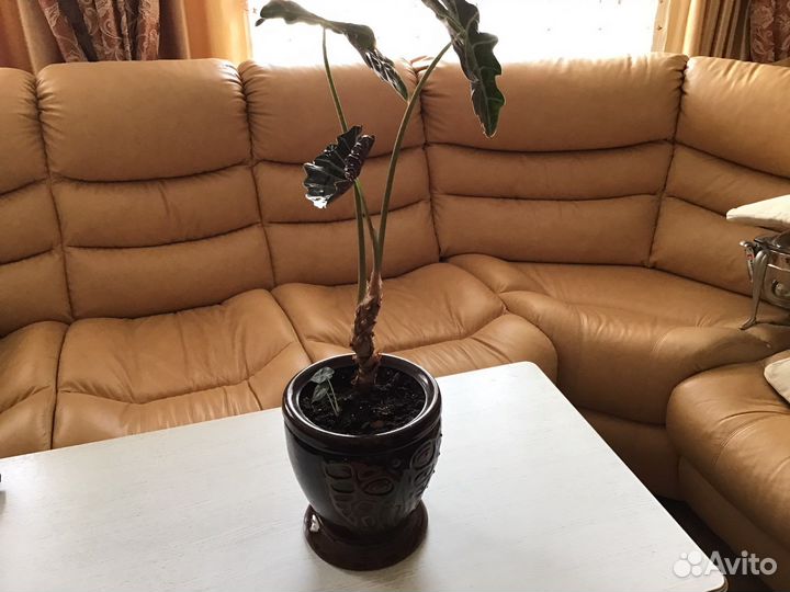 Комнатное растение алоказия