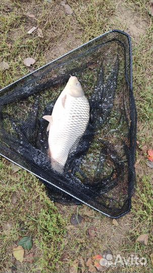 Карп свежий, почищенный